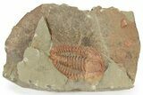 Bright Orange Hamatolenus Trilobite - Pos/Neg Split! #234627-3